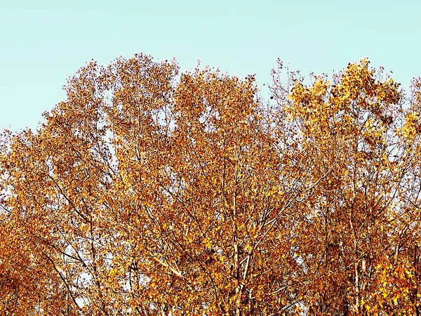 Природа Пейзаж Навколишнє Середовище Золоті Осінні Пейзажі Осінніми Деревами Листям — стокове фото