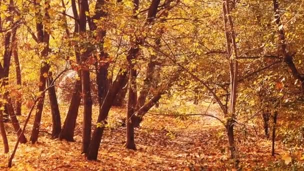 Doğa Manzara Çevre Sonbahar Mevsiminde Ağaçlarla Yapraklarla Yapraklarla Süslenmiş Altın — Stok video