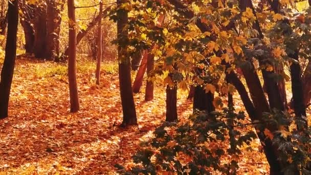 风景与环境 秋天的金秋风景与秋天的树木 秋天的树叶与树叶作为风景如画的季节性假日背景景致 — 图库视频影像