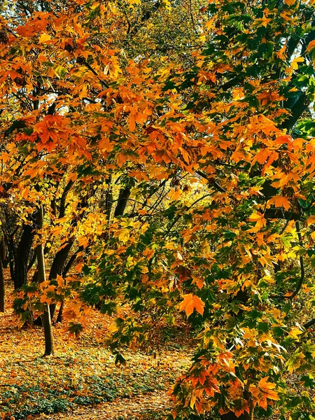 Natureza Paisagem Ambiente Cenário Outono Dourado Com Árvores Outonais Folhas — Fotografia de Stock