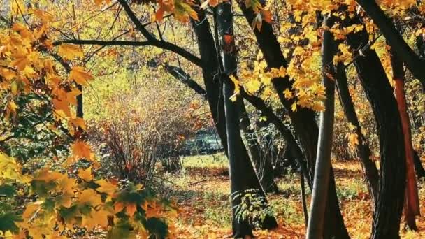 Natureza Paisagem Ambiente Cenário Outono Dourado Com Árvores Outonais Folhas — Vídeo de Stock