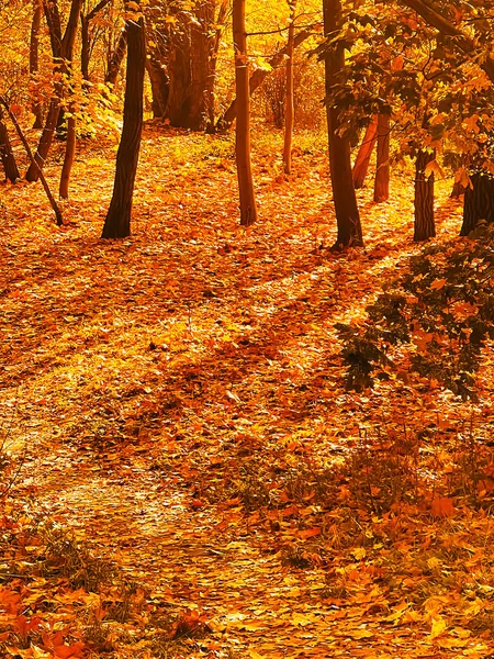 Природа Ландшафт Окружающая Среда Золотые Осенние Пейзажи Осенними Деревьями Листья — стоковое фото