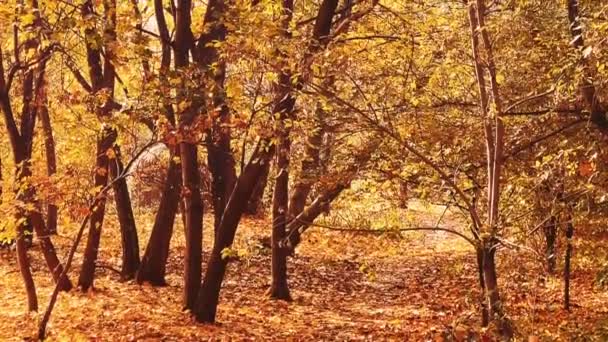 Natureza Paisagem Ambiente Cenário Outono Dourado Com Árvores Outonais Folhas — Vídeo de Stock