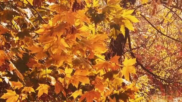 Příroda Krajina Prostředí Zlatá Podzimní Scenérie Podzimními Stromy Listy Listy — Stock video
