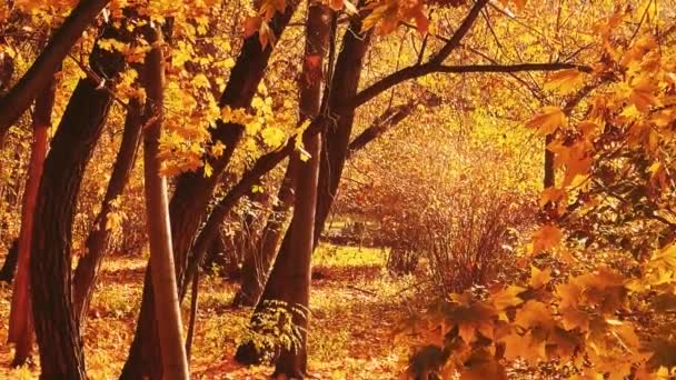 Natur Landskap Och Miljö Gyllene Höstlandskap Med Höstträd Löv Och — Stockvideo
