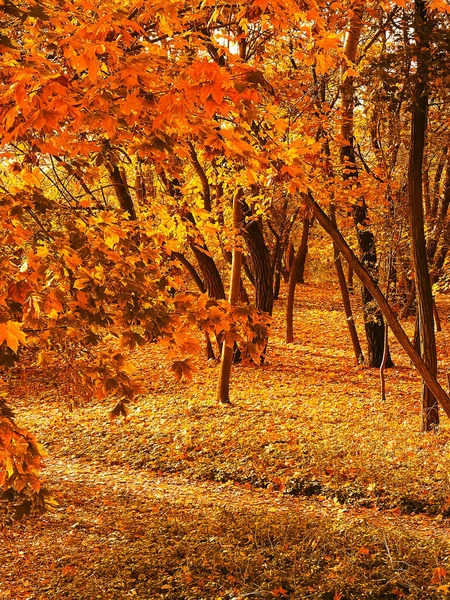 Природа Ландшафт Окружающая Среда Золотые Осенние Пейзажи Осенними Деревьями Листья — стоковое фото