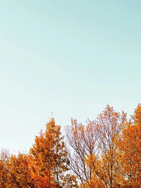 Natureza Paisagem Ambiente Cenário Outono Dourado Com Árvores Outonais Folhas — Fotografia de Stock