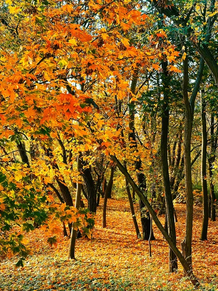 Természet Táj Környezet Arany Őszi Táj Őszi Fák Levelek Lombozat — Stock Fotó