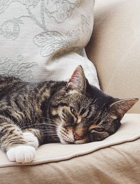 Evdeki güzel dişi tekir kedi, sevimli evcil hayvan portresi, yakın plan.
