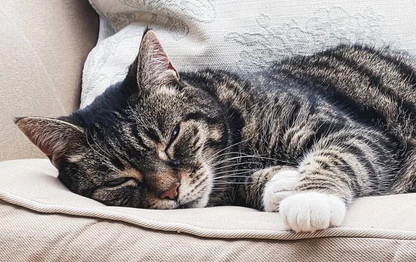 Evdeki güzel dişi tekir kedi, sevimli evcil hayvan portresi, yakın plan.