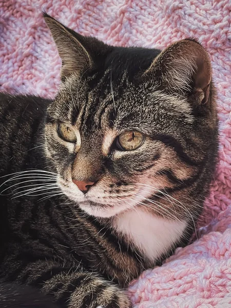 Piękny Kotka Tabby Kot Różowy Dzianina Koc Domu Uroczy Domowe — Zdjęcie stockowe