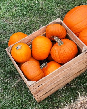 Cadılar Bayramı balkabakları ve sonbahar mevsiminde tatil süslemeleri kırsal alan, balkabağı hasadı ve mevsimlik tarım, doğa sahnesinde açık hava.