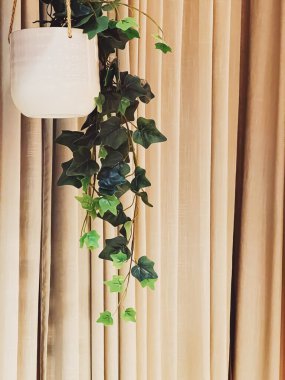 Ev dekorasyonu ve iç tasarım, dekoratif yeşil ev bitkileri, mobilya ve dekorasyon ayrıntıları