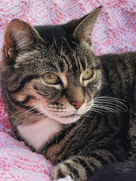Evdeki Pembe Örgü Battaniyeli Güzel Kadın Tekir Kedi Sevimli Evcil — Stok fotoğraf