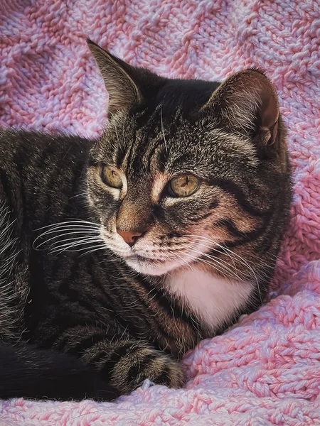 Krásná Fena Tabby Kočka Růžové Pletená Přikrývka Doma Rozkošný Domácí — Stock fotografie