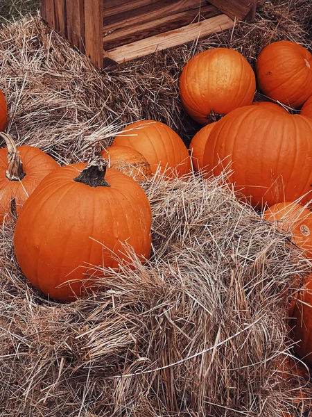 Halloween Dynie Dekoracja Wakacje Jesienią Pole Wiejskie Zbiory Dyni Sezonowe — Zdjęcie stockowe