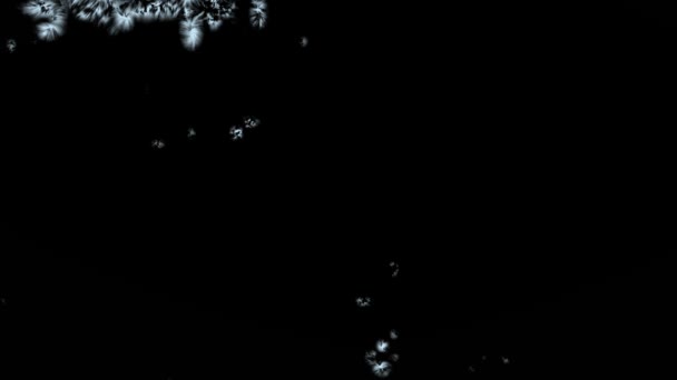 霜冻和冬季覆盖 霜冻层和结冰覆盖黑色背景 雪花生长和覆盖表面 圣诞节和冬季假日设计的霜冻雪Vfx过渡 — 图库视频影像