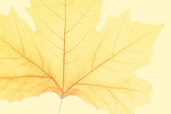Žlutý Javorový List Podzim Příroda — Stock fotografie
