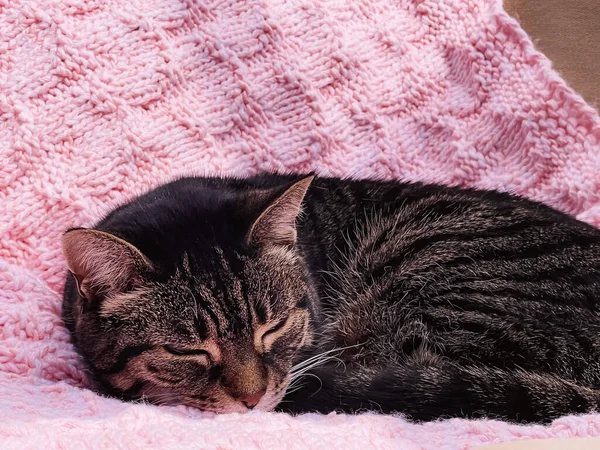 Красивая Кошка Тэбби Розовом Трикотажном Одеяле Дома Очаровательный Домашний Портрет — стоковое фото