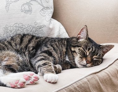 Evdeki güzel dişi tekir kedi, sevimli evcil hayvan portresi, yakın plan.