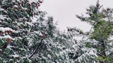 Fir tree covered with snow in winter forest as nature background.