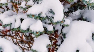 Fir tree covered with snow in winter forest as nature background.