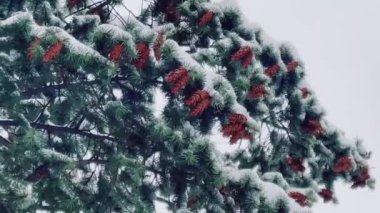 Fir tree covered with snow in winter forest as nature background.