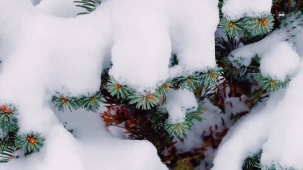 Fir Tree Covered Snow Winter Forest Nature Background — 비디오