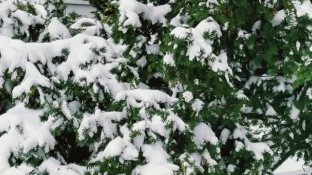 冬の森の雪に覆われた木が自然を背景にしている — ストック動画