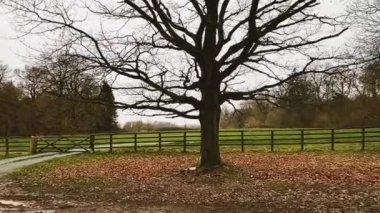 Farmland, field landscape and trees in England, United Kingdom, beautiful nature of the English countryside.