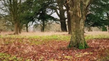 Beautiful nature of the English countryside landscape, trees in the forest in England, United Kingdom.