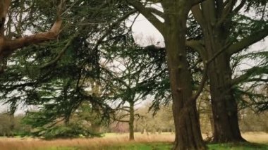 Beautiful nature of the English countryside landscape, trees in the forest in England, United Kingdom.