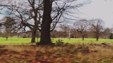 Driving through the English countryside, beautiful nature, trees in winter in England, United Kingdom.