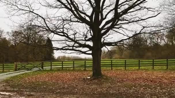 Farmland Field Landscape Trees England United Kingdom Beautiful Nature English — стоковое видео
