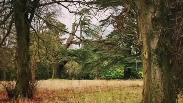 Beautiful Nature English Countryside Landscape Trees Forest England United Kingdom — стокове відео