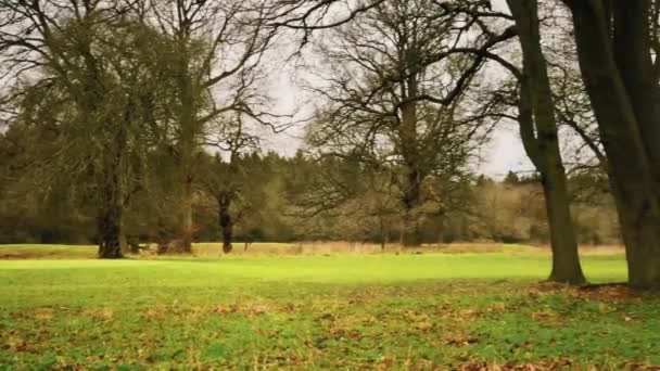 Field Landscape Trees Autumn Winter Cold Season England United Kingdom — стокове відео