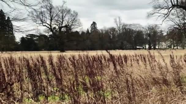 Field Landscape Trees Autumn Winter Cold Season England United Kingdom — Video