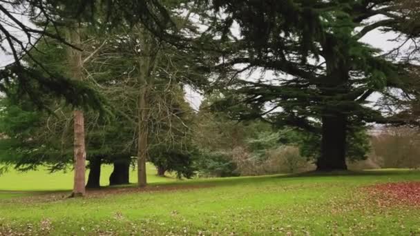 Field Landscape Trees Autumn Winter Cold Season England United Kingdom — стокове відео