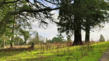 Beautiful nature of the English countryside landscape, trees in the forest on a sunny day in England, United Kingdom.