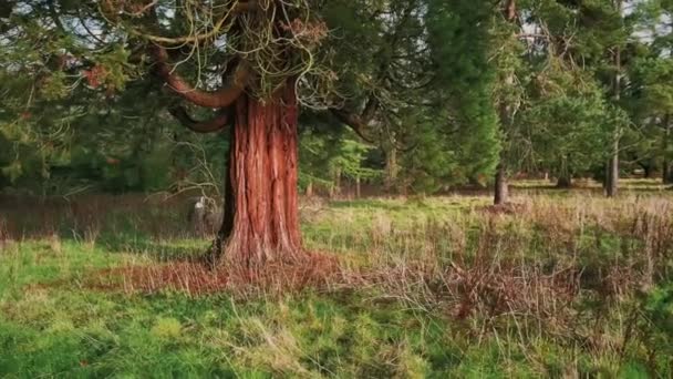 Beautiful Nature English Countryside Landscape Trees Forest Sunny Day England — Video