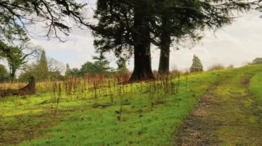 Beautiful nature of the English countryside landscape, trees in the forest on a sunny day in England, United Kingdom.