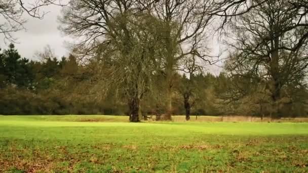 Field Landscape Trees Autumn Winter Cold Season England United Kingdom — Vídeo de stock