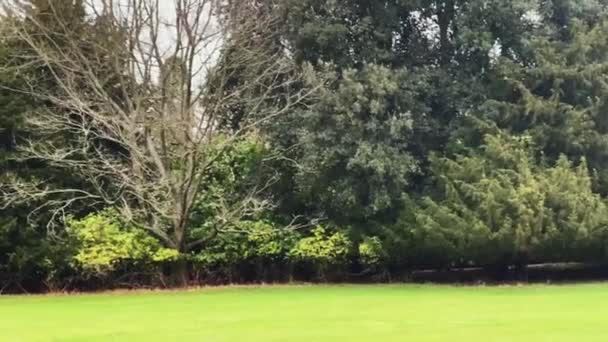 Beautiful Nature English Countryside Landscape Green Lawn Trees England United — стоковое видео