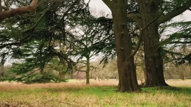 Beautiful Nature English Countryside Landscape Trees Forest England United Kingdom — стоковое видео