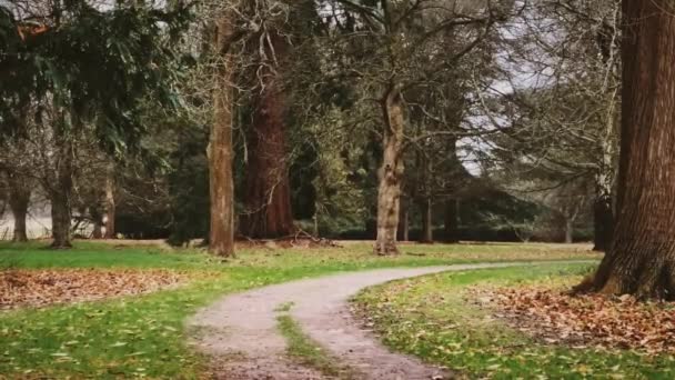 Country Road Trees Autumn Winter Cold Season England United Kingdom — Video