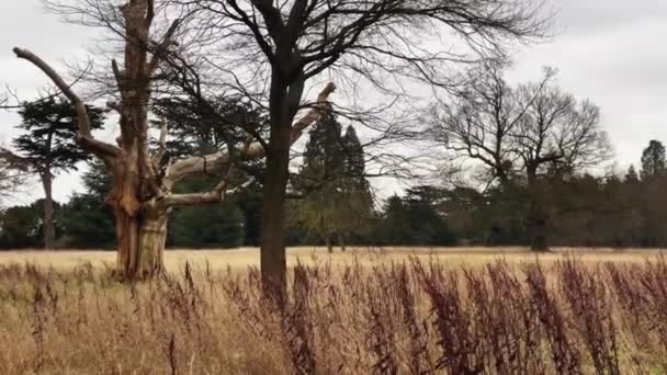 Field Landscape Trees Autumn Winter Cold Season England United Kingdom — Vídeos de Stock