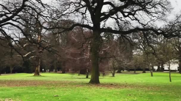 Field Landscape Trees Autumn Winter Cold Season England United Kingdom — Vídeo de stock