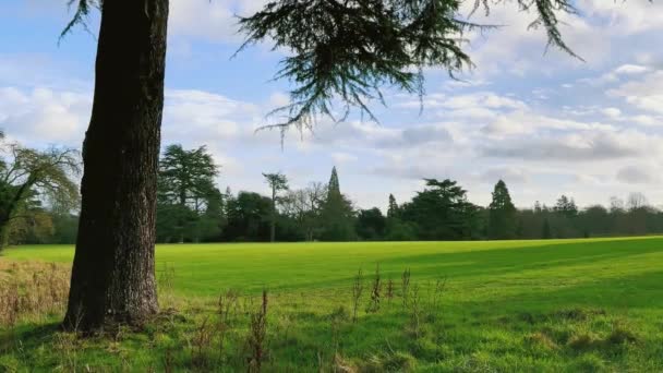 Beautiful Nature English Countryside Landscape Green Lawn Trees Sunny Day — Vídeo de Stock