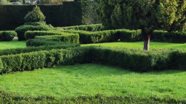 Beautiful Formal English Countryside Garden Green Plants Trees Sunny Day — Video