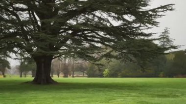 Beautiful nature of the English countryside landscape, green lawn and trees in England, United Kingdom.